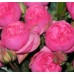 Garden Roses - Pink Piano